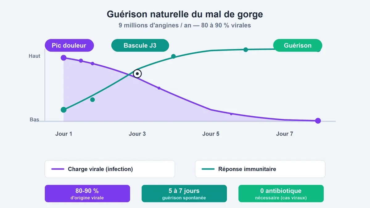 Schéma illustrant le processus de guérison naturelle d'une angine par le système immunitaire