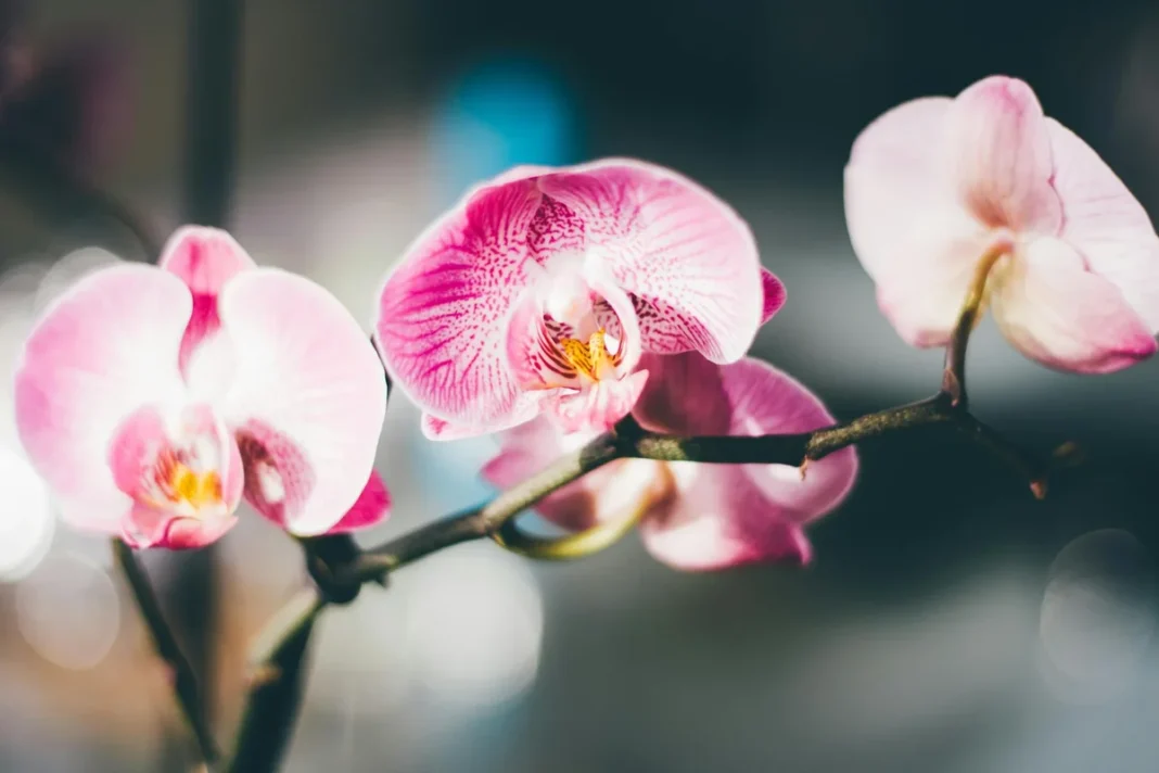 comment faire refleurir une orchidée